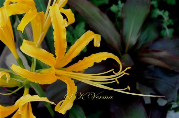  Flower